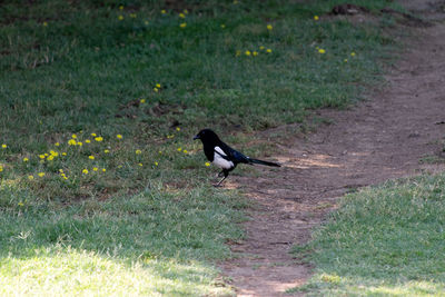Side view of a bird on field