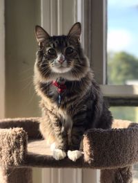 Close-up portrait of cat