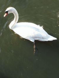 Swan on lake