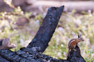 Close-up of tree trunk in forest