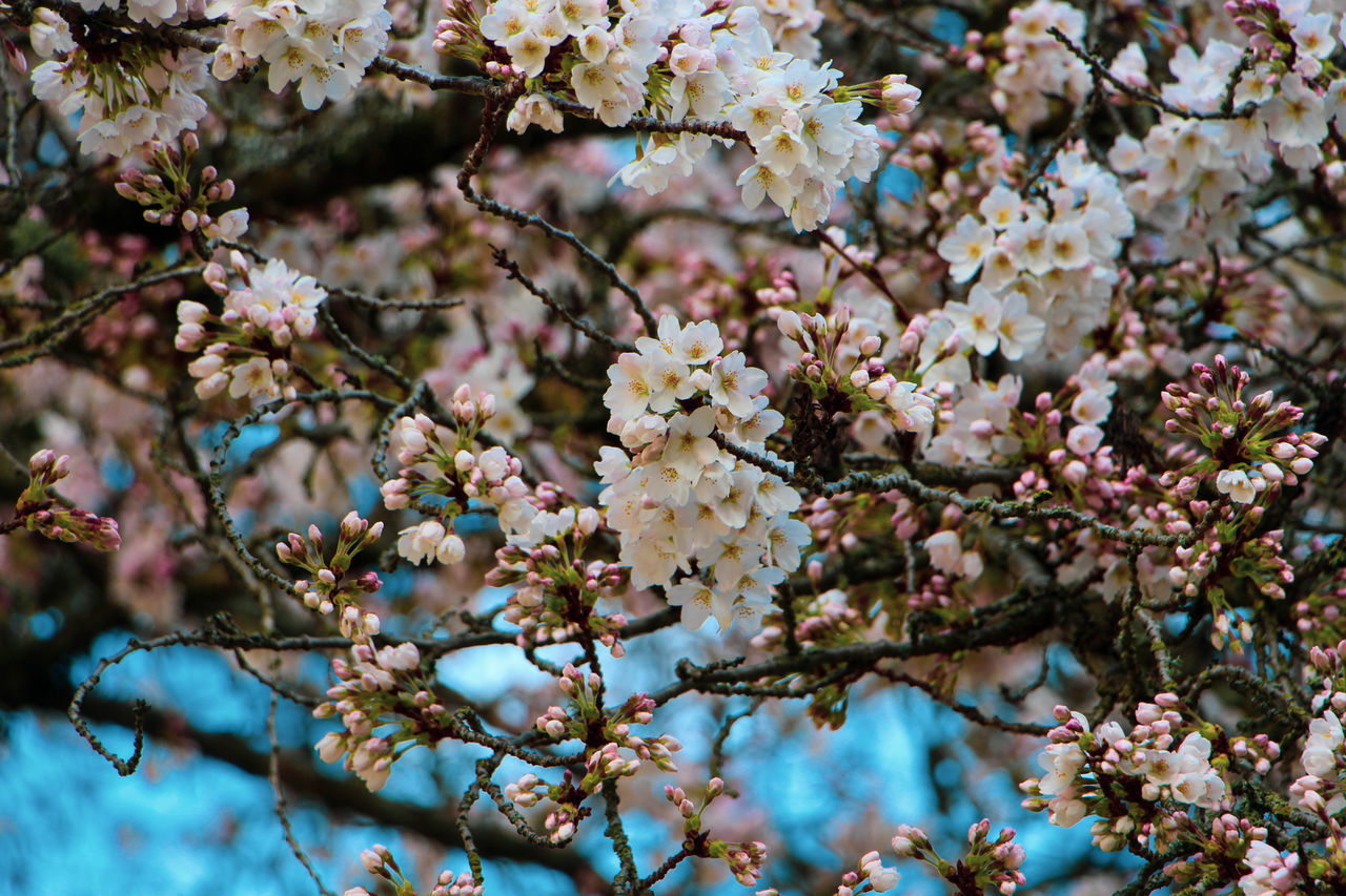 CHERRY BLOSSOMS IN SPRING