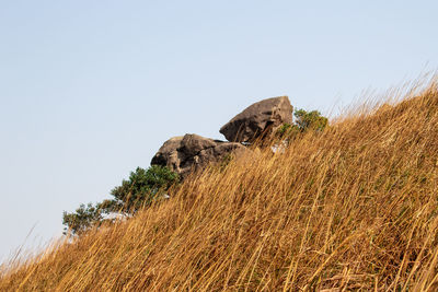 View of a horse on field against clear sky