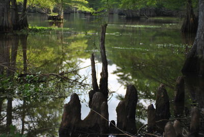 Reflection of trees in lake