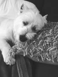 Close-up of dog relaxing