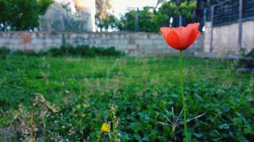 Close up of red flower