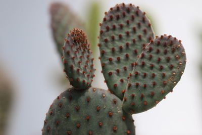 Close-up of plant against white background