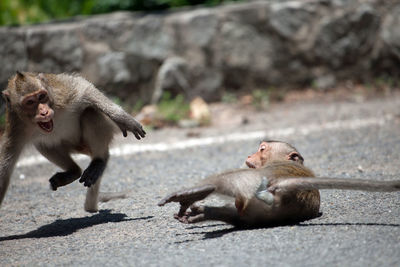 Cute monkeys in the forest