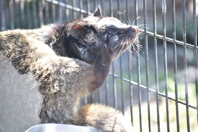 Close-up of cat on railing