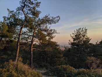 Trees in forest against sky during sunset