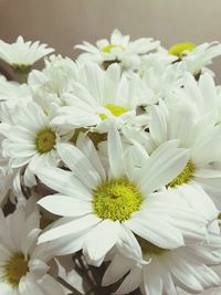 Close-up of white flowers blooming outdoors