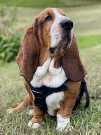 Dog looking away on field