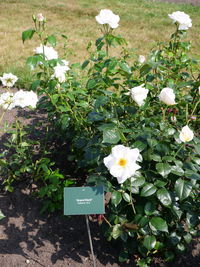 Close-up of white flowering plants