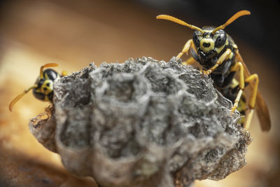 Close-up of bee on rock