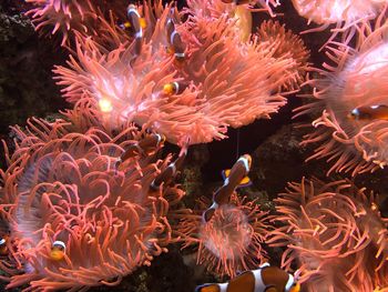 View of fish swimming in sea