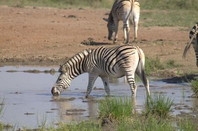 Zebra in the african sun, their stripes reflect perfectly off the sun's surface. 