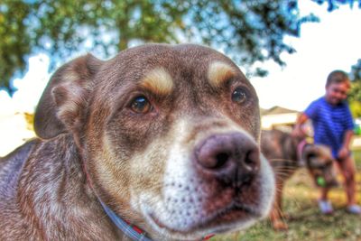 Close-up portrait of dog