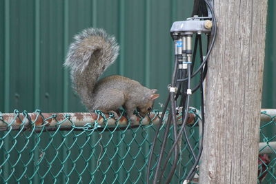 Squirrel on chainlink fence by cables on wooden pole