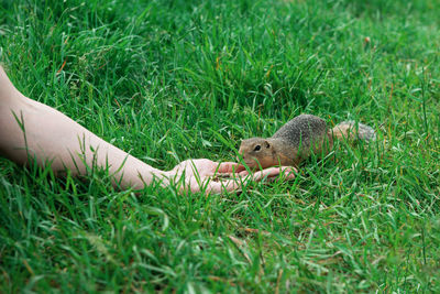 View of lizard on grassy field