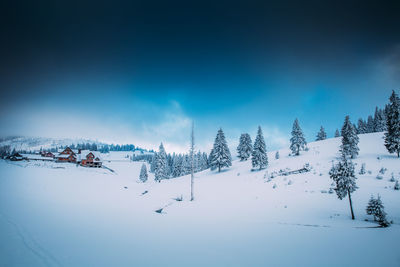 Pine trees on snow covered land against sky