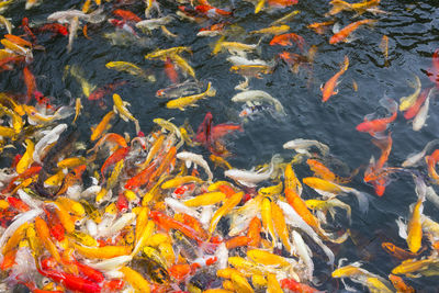 High angle view of koi carps swimming in lake