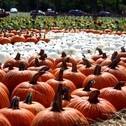 Close-up of pumpkins in field