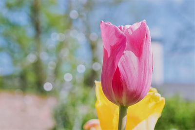 Close-up of pink tulip