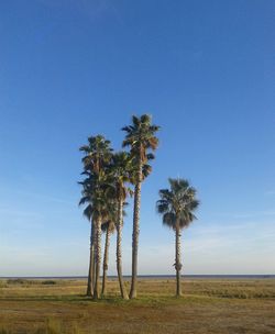 Palm trees on field against blue sky