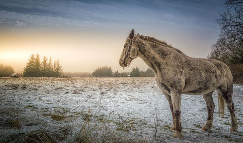 View of a horse on field during winter