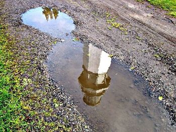 Reflection of trees in puddle