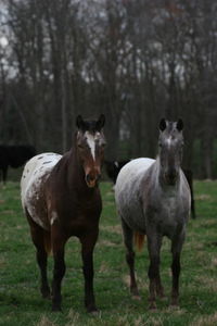 Portrait of horses standing on field