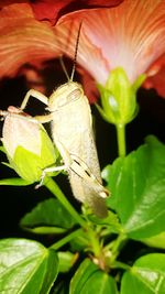 Close-up of butterfly pollinating flower