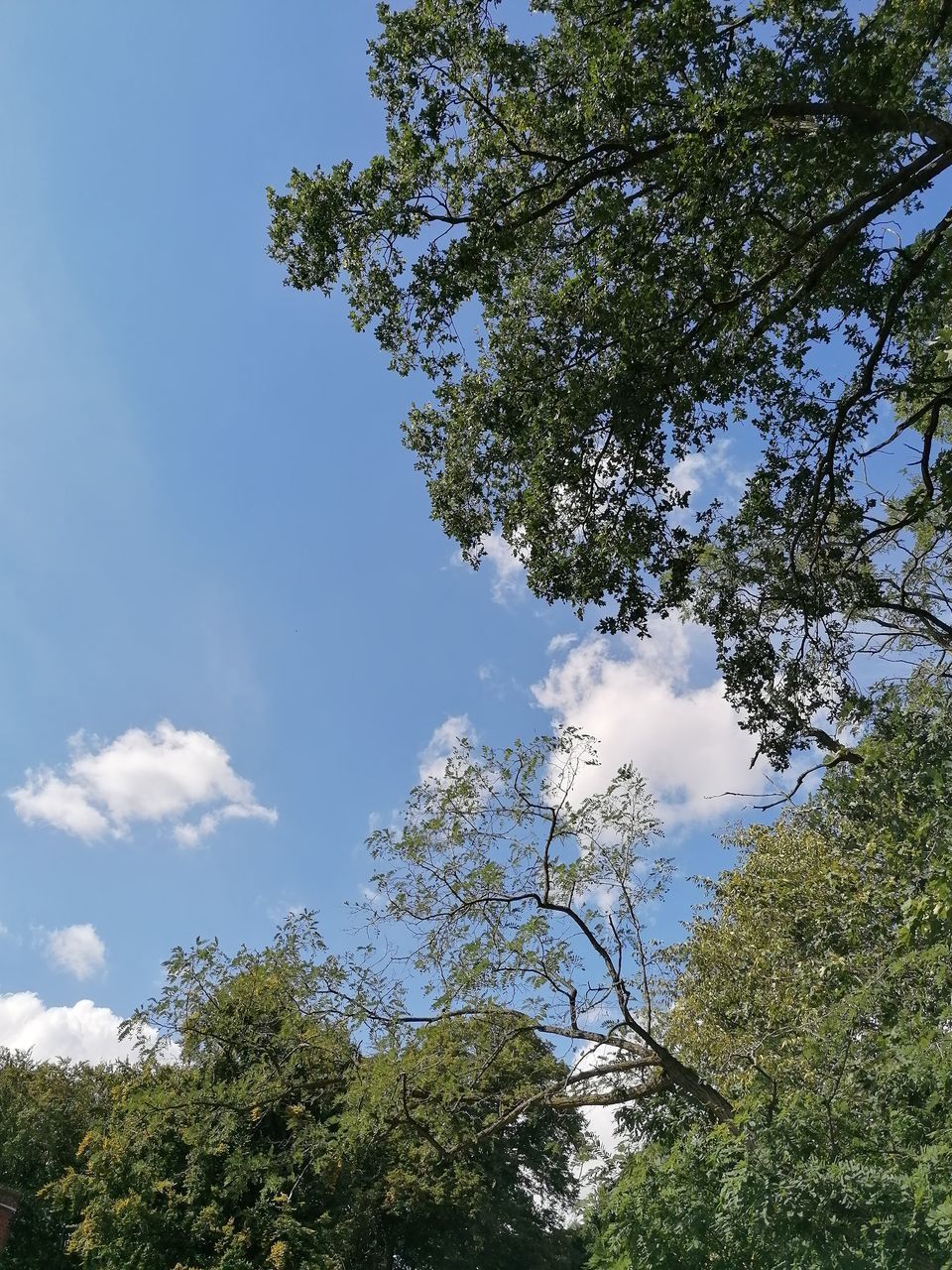 LOW ANGLE VIEW OF TREE AGAINST BLUE SKY