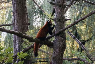 Low angle view of red panda on tree