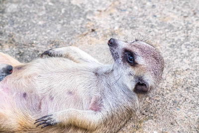 High angle view of a rabbit on field