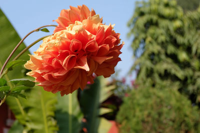 Close-up of flowering plant