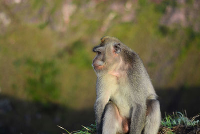 Monkey sitting on grass