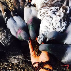 Cropped hand feeding pigeons