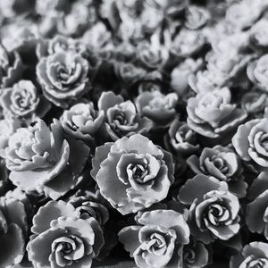 Close-up of rose