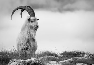 Mountain goat on field against sky