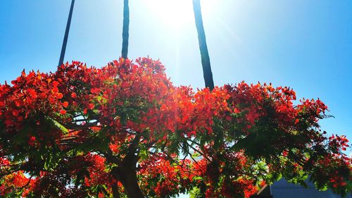 Low angle view of trees against clear sky