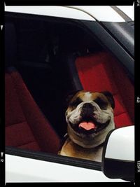Portrait of a dog