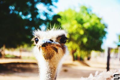 Close-up portrait of ostrich