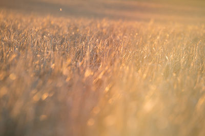 Crops growing on field