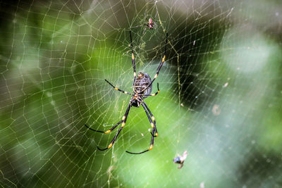 Close-up of spider on web