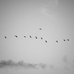 Low angle view of birds flying in sky