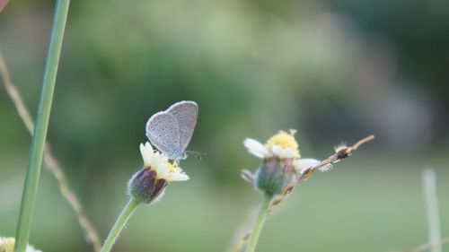 Close-up of butterfly pollinating on flower