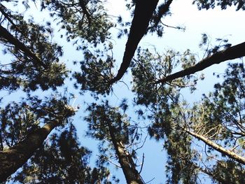Low angle view of trees against sky