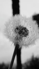 Close-up of dandelion flower