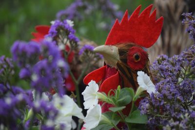 Close-up of butterfly on red flowers