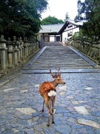 Deer standing on footpath